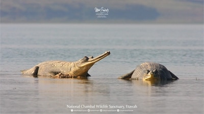 National Chambal Wildlife Sanctuary in Uttar Pradesh enjoys tri-state ecology. It fosters and raises critically endangered species like Indian Gharials and Gangetic Dolphins. (@uptourismgov/ Twitter) National Chambal Wildlife Sanctuary in Uttar Pradesh enjoys tri-state ecology. It fosters and raises critically endangered species like Indian Gharials and Gangetic Dolphins. (@uptourismgov/ Twitter)