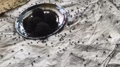 A swarm of flies gathers around uncovered food on a plate in a Hardoi village, raising concerns over hygiene and food safety. (Sourced) A swarm of flies gathers around uncovered food on a plate in a Hardoi village, raising concerns over hygiene and food safety. (Sourced)