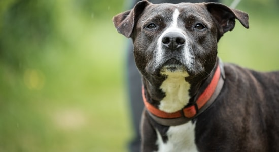 Parry Virk, a dog trainer working towards dog aggression control for the last 20 years, says the owners need to be the first line of defence. (Adobe Stock image for representational purpose )
