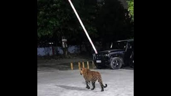 The department also asked people to install sufficient lights for utilities outside your home so that animals do not feel safe in the vicinity. (HT Photo for representation)
