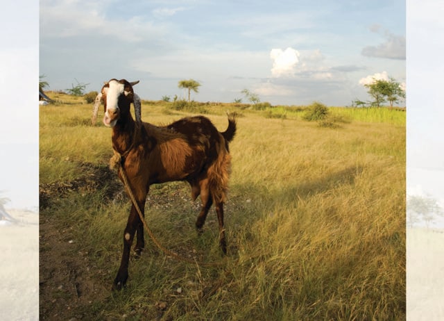 The British objection to eating goat or buffalo stem only from cultural conditioning. (ADOBE STOCK)
