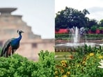 Amrit Udyan at Rashtrapati Bhavan opens to the public for its Summer Annuals edition on August 16. (Photos:Sanchit Khanna/HT)