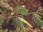 Forest Research Institute’s report warns that poor market linkages, price volatility and middlemen could limit farmers’ returns. (Getty Images/iStockphoto)