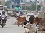 More than 7,000 stray cattle are currently on the streets of Gurugram, according to the Municipal Corporation of Gurugram (MCG). (Parveen Kumar/HT)