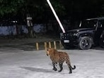 The department also asked people to install sufficient lights for utilities outside your home so that animals do not feel safe in the vicinity. (HT Photo for representation)
