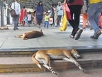 The move comes amid concerns about a growing number of stray dogs at railway stations, particularly in crowded areas where their presence can pose a safety risk to commuters, officials said. (HT PHOTO)