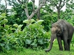 The report analysed five-year data on human deaths caused by elephants and elephant deaths between 2019-20 and 2023-24. (AFP)