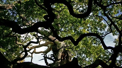 Vadhvan Port will extract an environmental toll of 72,790 trees, 21 ponds, 209 wells and borewells and 611 houses (Representative image/AP) Vadhvan Port will extract an environmental toll of 72,790 trees, 21 ponds, 209 wells and borewells and 611 houses (Representative image/AP)