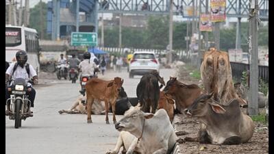 More than 7,000 stray cattle are currently on the streets of Gurugram, according to the Municipal Corporation of Gurugram (MCG). (Parveen Kumar/HT) More than 7,000 stray cattle are currently on the streets of Gurugram, according to the Municipal Corporation of Gurugram (MCG). (Parveen Kumar/HT)