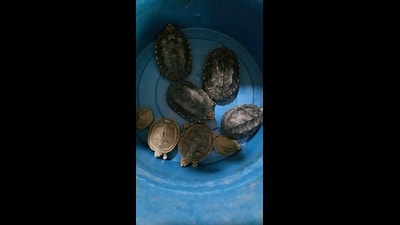The Wildlife wing of the department nabbed two men who owned fish aquarium shops and handed them over to the police. (HT)