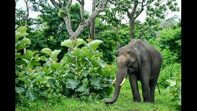 The report analysed five-year data on human deaths caused by elephants and elephant deaths between 2019-20 and 2023-24. (AFP) The report analysed five-year data on human deaths caused by elephants and elephant deaths between 2019-20 and 2023-24. (AFP)