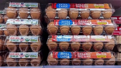 The recall impacts eggs sold under brands like Kroger and Simple Truth, with specific identifying codes and sell-by dates from July 20 to August 17. (AFP) The recall impacts eggs sold under brands like Kroger and Simple Truth, with specific identifying codes and sell-by dates from July 20 to August 17. (AFP)