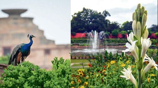Amrit Udyan at Rashtrapati Bhavan opens to the public for its Summer Annuals edition on August 16. (Photos:Sanchit Khanna/HT)