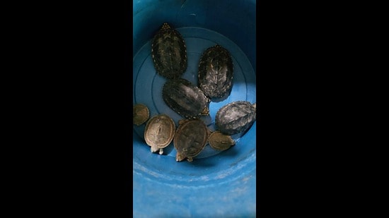 The Wildlife wing of the department nabbed two men who owned fish aquarium shops and handed them over to the police. (HT)