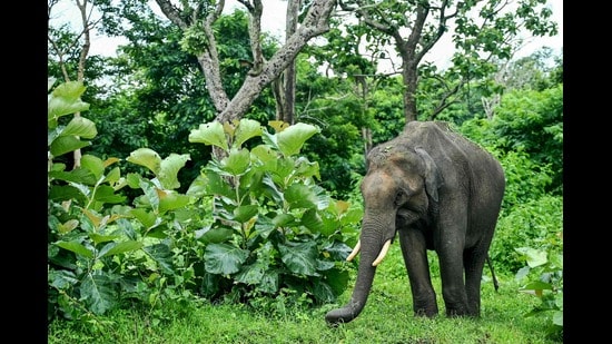 The report analysed five-year data on human deaths caused by elephants and elephant deaths between 2019-20 and 2023-24. (AFP)