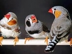 Overwhelmingly, humans and animals have turned out to prefer the same sounds — even within the chirps, trills and warbles of creatures such as the zebra finch. (Image: Raina Fan)