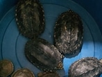 The Wildlife wing of the department nabbed two men who owned fish aquarium shops and handed them over to the police. (HT)