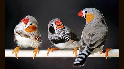 Overwhelmingly, humans and animals have turned out to prefer the same sounds — even within the chirps, trills and warbles of creatures such as the zebra finch. (Image: Raina Fan) Overwhelmingly, humans and animals have turned out to prefer the same sounds — even within the chirps, trills and warbles of creatures such as the zebra finch. (Image: Raina Fan)