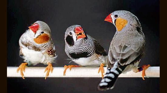Overwhelmingly, humans and animals have turned out to prefer the same sounds — even within the chirps, trills and warbles of creatures such as the zebra finch. (Image: Raina Fan)