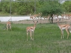 The Gujarat Forest Department, with technical support from the Greens Zoological Rescue and Rehabilitation Centre (GZRRC), Vantara, released the animals on India’s 80th Independence Day.