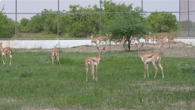 The Gujarat Forest Department, with technical support from the Greens Zoological Rescue and Rehabilitation Centre (GZRRC), Vantara, released the animals on India’s 80th Independence Day. The Gujarat Forest Department, with technical support from the Greens Zoological Rescue and Rehabilitation Centre (GZRRC), Vantara, released the animals on India’s 80th Independence Day.