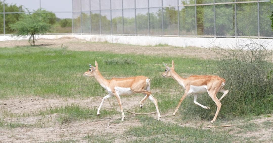 Vantara has previously supported the Gujarat Forest Department in the rewilding of nearly 80 spotted deer in Barda Wildlife Sanctuary, following approval from the Chief Wildlife Warden. Vantara has previously supported the Gujarat Forest Department in the rewilding of nearly 80 spotted deer in Barda Wildlife Sanctuary, following approval from the Chief Wildlife Warden.