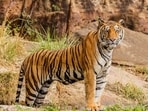Experience the thrill of the wild at these iconic Tiger reserves in India.