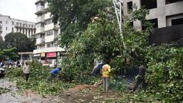 Banyan tree collapses in Churchgate, injures two and damages four vehicles