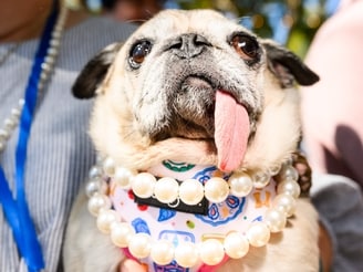 Jinny Lu, a pug rescue, prepares to compete in the World's Ugliest Dog Contest at the Sonoma County Fair.