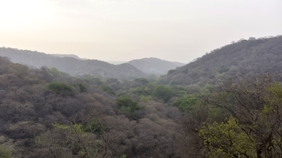 Justice-oriented forest governance model must recognise circularity — the ecological rule that every right over a forest must carry a responsibility to sustain its regeneration. (HT Archive) Justice-oriented forest governance model must recognise circularity — the ecological rule that every right over a forest must carry a responsibility to sustain its regeneration. (HT Archive)