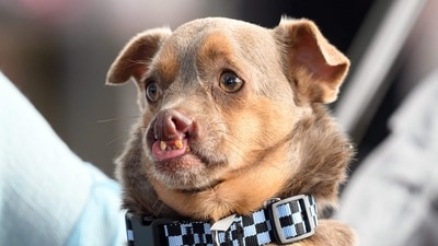 Otto, a Chihuahua mix with a severe double cleft lip and cleft palate, competes in the World's Ugliest Dog Contest. (AFP)