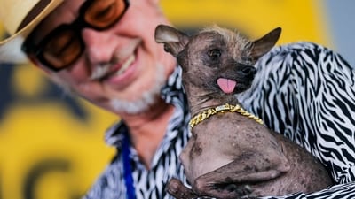 Little Prince Wonder competes in the "World's Ugliest Dog Contest" on August 14, 2026 in Santa Rosa, California. (Getty Images via AFP)