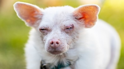 &nbsp;Pinky, an albino Pomeranian Chihuahua, wins second place in the World's Ugliest Dog Contest. (Getty Images via AFP)
