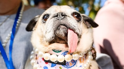 Jinny Lu, a pug rescue, prepares to compete in the World's Ugliest Dog Contest at the Sonoma County Fair. (AP Photo/Noah Berger)