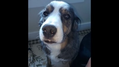 Who is John Bannan? Alabama man convicted of killing beloved elderly rescue dog Jack (Marshall County District Attorney's Office/Facebook) Who is John Bannan? Alabama man convicted of killing beloved elderly rescue dog Jack (Marshall County District Attorney's Office/Facebook)