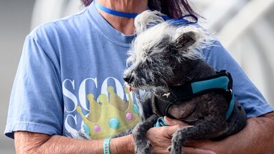 Scooter, a Chinese Crested, competes in the World's Ugliest Dog Contest. (AFP)