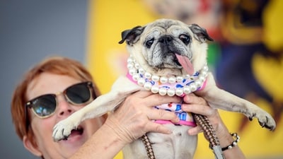 Jinny Lu, a pug rescue, celebrates with its ownwer after winning the World's Ugliest Dog Contest/ (AFP)