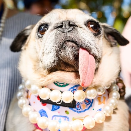 Who's the ugliest of them all? Highlights from World's Ugliest Dog contest