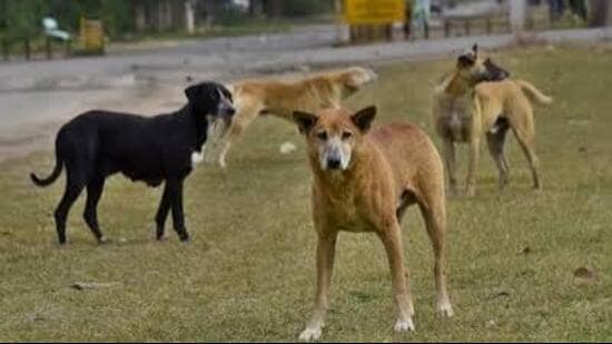 An MC official said accurately counting sterilised as well as other stray dogs remains a major challenge. (HT File)