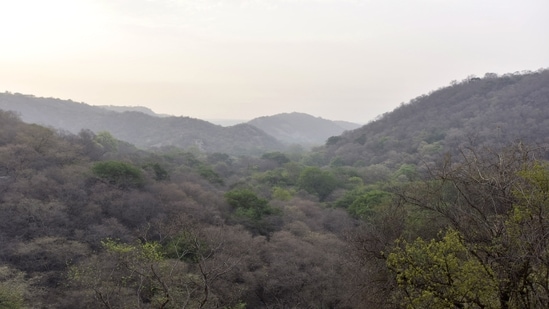 Justice-oriented forest governance model must recognise circularity — the ecological rule that every right over a forest must carry a responsibility to sustain its regeneration. (HT Archive)