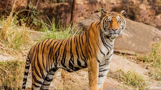 Experience the thrill of the wild at these iconic Tiger reserves in India.