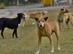 An MC official said accurately counting sterilised as well as other stray dogs remains a major challenge. (HT File)