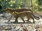 The investigators said the arrested poachers in the case confessed to poaching 10 leopards. (File Photo/Representative)