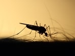 the number of malaria patients has risen steadily, with over 1,142 cases registered in the first half of August as compared to 655 in June and 1,380 in July,