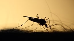 Mumbai monsoon maladies surge as malaria, H1N1 cases climb in August