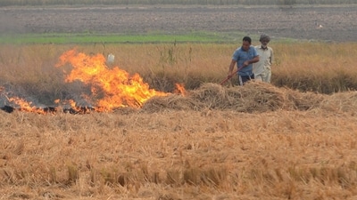 Key kharif pulses , particularly urad and tur, along with oilseeds like soybean, are taking an immediate hit during critical vegetative and flowering stages due to a strong El Nino effect. (HT File Photo) Key kharif pulses , particularly urad and tur, along with oilseeds like soybean, are taking an immediate hit during critical vegetative and flowering stages due to a strong El Nino effect. (HT File Photo)