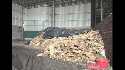 Khair wood pile seized by the Forest department in Hoshiarpur’s kattha manufacturing factory. (Harpreet Kaur/HT Photo)