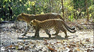 The investigators said the arrested poachers in the case confessed to poaching 10 leopards. (File Photo/Representative) The investigators said the arrested poachers in the case confessed to poaching 10 leopards. (File Photo/Representative)