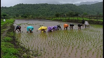 What makes monsoon rainfall, and its El Niño connection more critical is the fact that this can generate headwinds for agricultural production beyond the kharif (summer) cropping season too. (Bloomberg) What makes monsoon rainfall, and its El Niño connection more critical is the fact that this can generate headwinds for agricultural production beyond the kharif (summer) cropping season too. (Bloomberg)