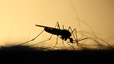 the number of malaria patients has risen steadily, with over 1,142 cases registered in the first half of August as compared to 655 in June and 1,380 in July, (Unsplash) the number of malaria patients has risen steadily, with over 1,142 cases registered in the first half of August as compared to 655 in June and 1,380 in July, (Unsplash)